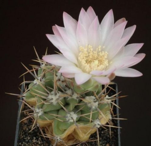 Gymnocalycium_achirasense